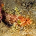 blenny_quillfin_tp_uti_h_0013_uti2730.jpg
