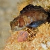 blenny_sailfin_gwu_uti_h_0264_uti3267.jpg
