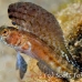 blenny_sailfin_gwu_uti_h_0271_uti3274.jpg