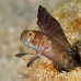 blenny_sailfin_gwu_uti_h_0282_uti3286.jpg