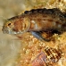 blenny_sailfin_gwu_uti_h_0296_uti3301.jpg