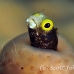 blenny_secretary_gwu_uti_h_0165_uti3166.jpg