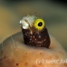 blenny_secretary_gwu_uti_h_0188_uti3189.jpg