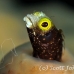blenny_secretary_gwu_uti_h_0190_uti3191.jpg