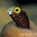 blenny_secretary_gwu_uti_h_0196_uti3197.jpg