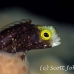 blenny_secretary_gwu_uti_h_0201_uti3202.jpg
