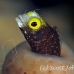 blenny_secretary_gwu_uti_h_0207_uti3208.jpg