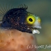blenny_secretary_gwu_uti_h_0221_uti3222.jpg