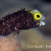 blenny_secretary_gwu_uti_h_0231_uti3232.jpg