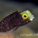 blenny_secretary_gwu_uti_h_0233_uti3234.jpg