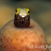 blenny_secretary_gwu_uti_h_0237_uti3238.jpg