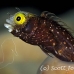 blenny_secretary_gwu_uti_h_0240_uti3241.jpg