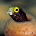 blenny_secretary_gwu_uti_h_0250_uti3251.jpg