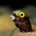 blenny_secretary_gwu_uti_h_0251_uti3252.jpg
