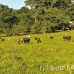 cattle_utila_h_0029_uti3370.jpg
