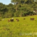 cattle_utila_h_0030_uti3371.jpg