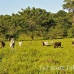 cattle_utila_h_0032_uti3373.jpg