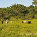 cattle_utila_h_0033_uti3374.jpg