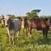 cattle_utila_h_0043_uti3384.jpg