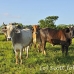 cattle_utila_h_0045_uti3386.jpg