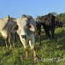 cattle_utila_h_0047_uti3388.jpg
