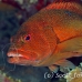 coney_gwu_uti_h_0320_uti3326.jpg