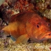coney_tp_uti_h_0033_uti2757.jpg