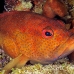 coney_tp_uti_h_0037_uti2761.jpg