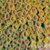 coral_cup_eg_roa_h_0051_uti2140.jpg