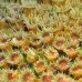 coral_cup_eg_roa_v_0052_uti2141.jpg