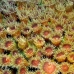 coral_cup_eg_roa_v_0053_uti2142.jpg