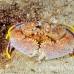crab_box_rough_jnp_uti_h_0033_uti2904.jpg