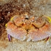 crab_box_rough_jnp_uti_h_0034_uti2905.jpg