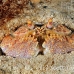 crab_box_rough_jnp_uti_h_0037_uti2908.jpg