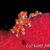 crab_teardrop_cryptic_pp_roa_h_0071_uti1612.jpg