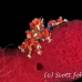 crab_teardrop_cryptic_pp_roa_h_0074_uti1615.jpg