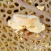 crab_unidentified_pp_roa_h_0060_uti1590.jpg