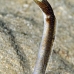 eel_garden_brown_eg_roa_v_0020_uti2102.jpg
