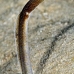 eel_garden_brown_eg_roa_v_0021_uti2103.jpg