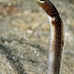 eel_garden_brown_eg_roa_v_0022_uti2104.jpg