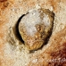 eel_spoonnose_spotted_jnp_uti_h_0050_uti2921.jpg