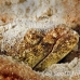 eel_spoonnose_spotted_jnp_uti_h_0054_uti2925.jpg