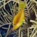 filefish_slender_cp_roa_v_0245_uti1887.jpg