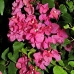 flowers_utila_v_0075_uti3421.jpg