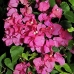 flowers_utila_v_0077_uti3423.jpg