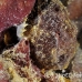 frogfish_longlure_tp_uti_h_0028_uti2752.jpg