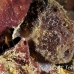 frogfish_longlure_tp_uti_h_0029_uti2753.jpg