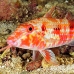 goatfish_spotted_mb_roa_h_0158_uti2066.jpg
