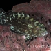 grouper_lhr_roa_h_0028_uti2620.jpg