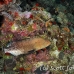 grouper_tiger_csm_roa_h_0025_uti4289.jpg